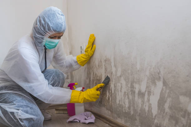 Best Mold Cleaning Services  in Follansbee, WV