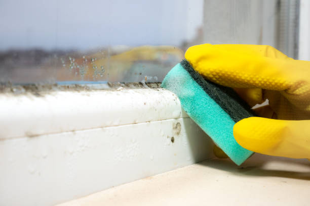 Mold Removal Process in Follansbee, WV