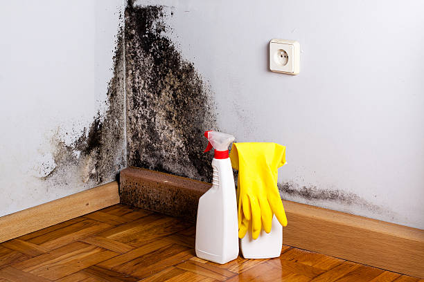 Best Mold Removal and Inspection  in Follansbee, WV
